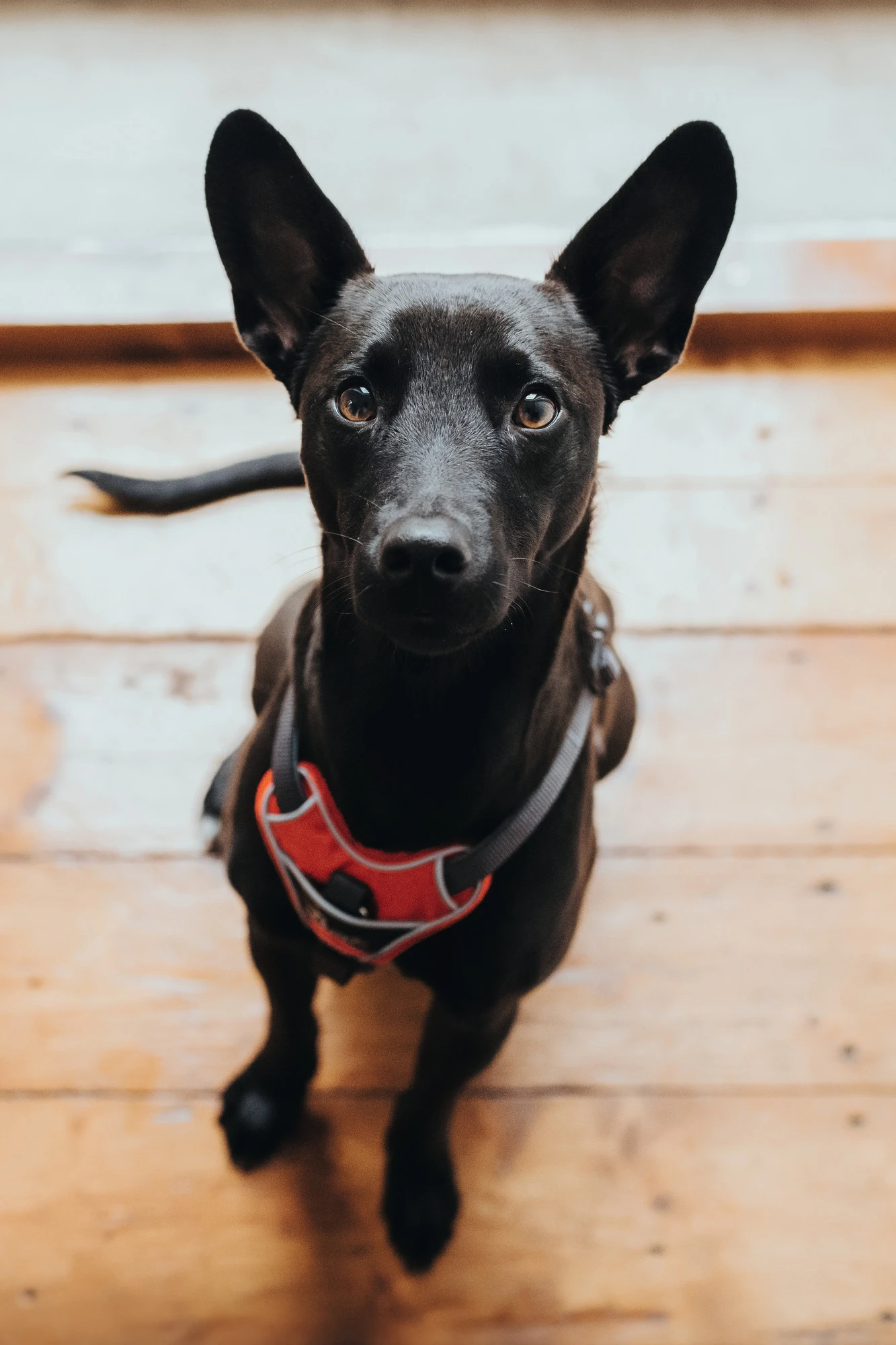 Hunter Divo hundesele S-M rød/grå just mave 52-68 cm - Fleksibel støtte til aktive ture